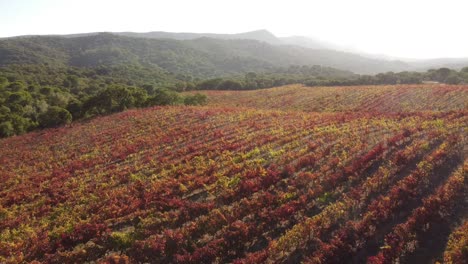 Drohnenaufnahme-Der-Weinberge-Von-Arrábida-In-Portugal