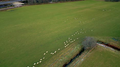 Eine-Schafherde,-Die-über-Ein-Großes-Grasland-Läuft,-Das-Von-Bergwäldern-Umgeben-Ist