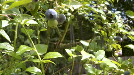 Close-up-trucking-shot-of-person's-hand-picking-ripe,-organic-blueberry