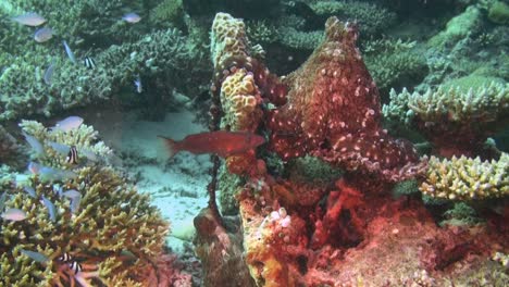 Apareamiento-De-Pulpo-En-El-Arrecife-De-Coral