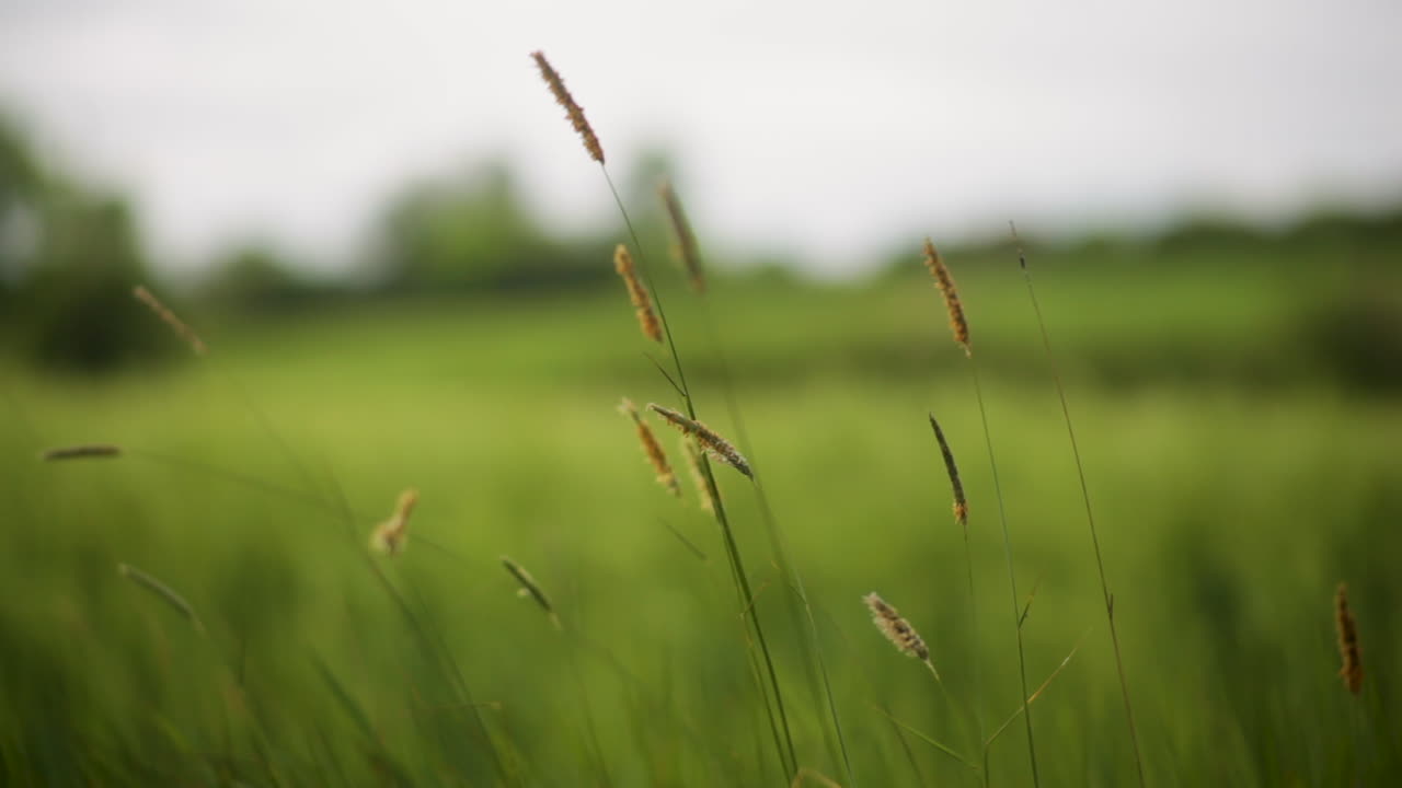 북아일랜드의 들판에 있는 초원 잔디