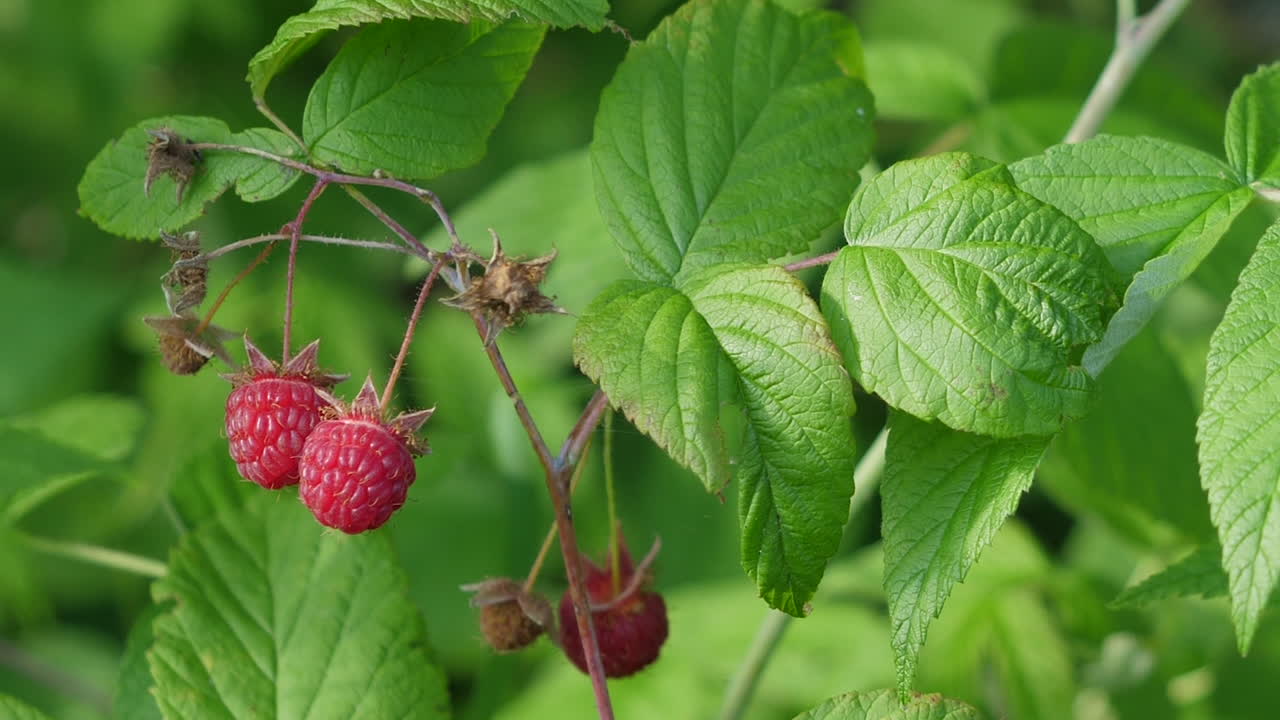 cerca de frambuesas maduras y sin madurar en la planta