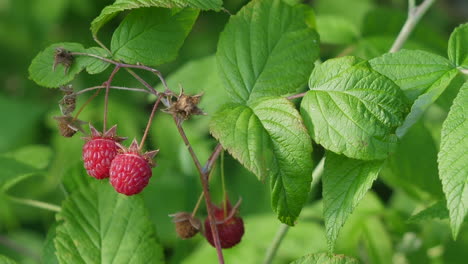 Close up of ripened and unripened raspberries on plant