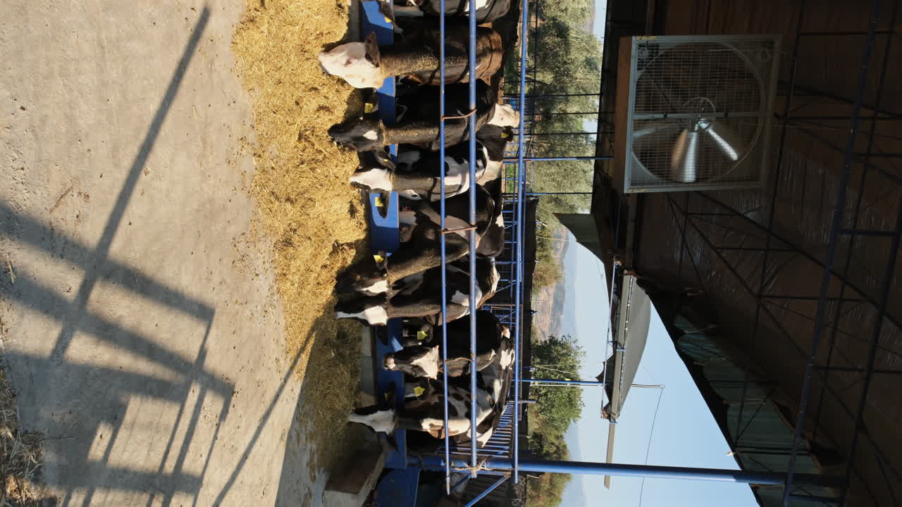 현대 유제품 농장 운영: 가축 관리에 대한 자세한 살펴보기