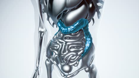 modelo de colon humano con todos los órganos