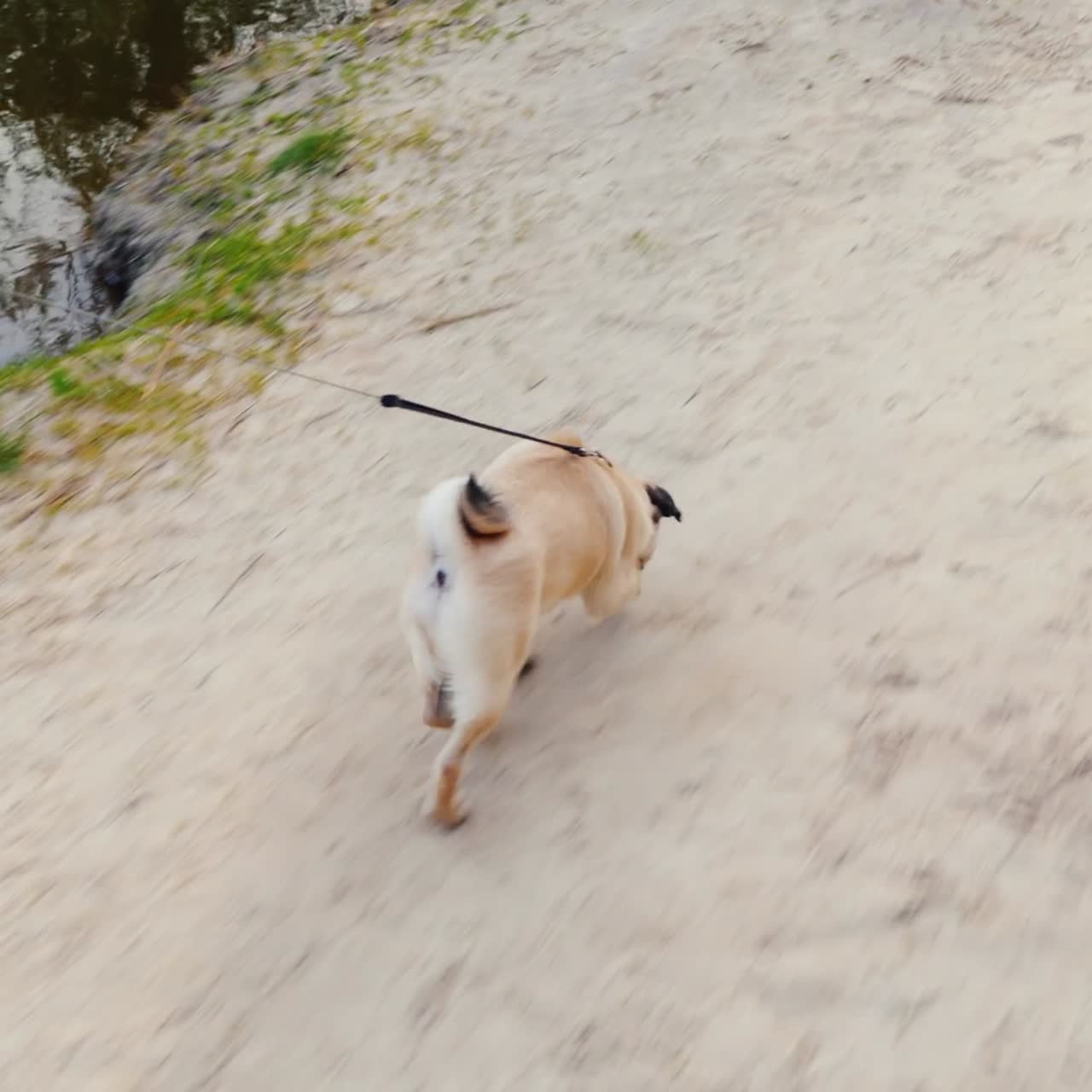 여자가 개를 파다 - 좋아하는 퍼그 2