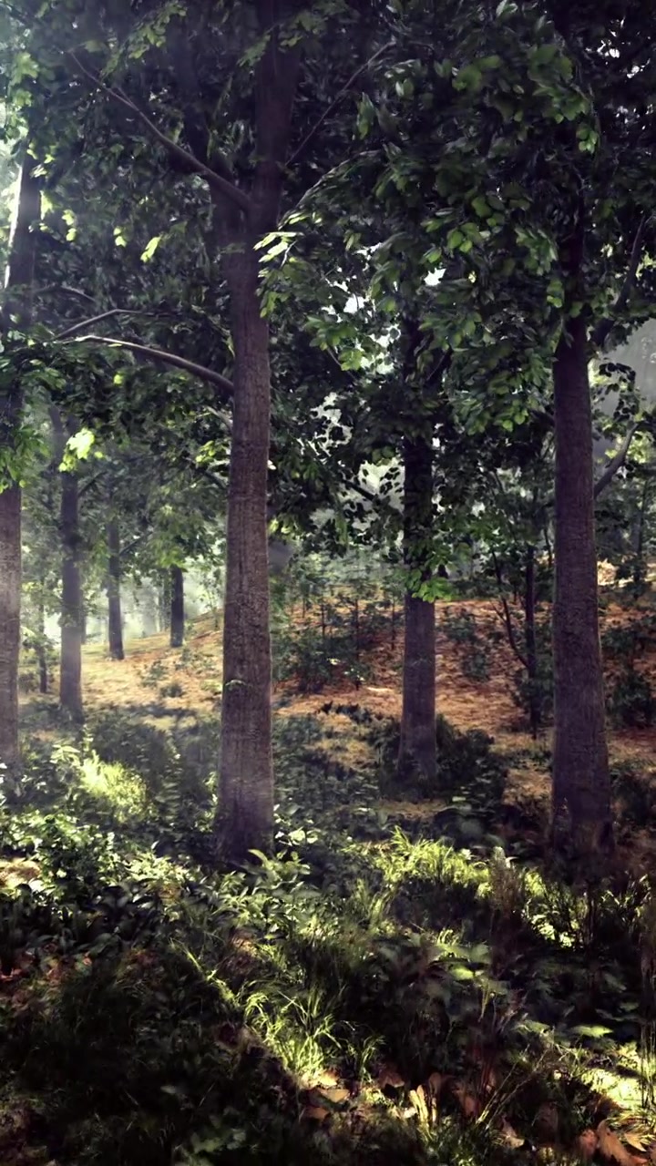 Scena boschiva con la luce del sole che filtra tra gli alberi al mattino.