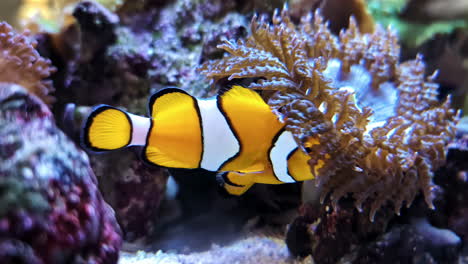 Vibrant underwater scene featuring a clownfish swimming near a coral reef