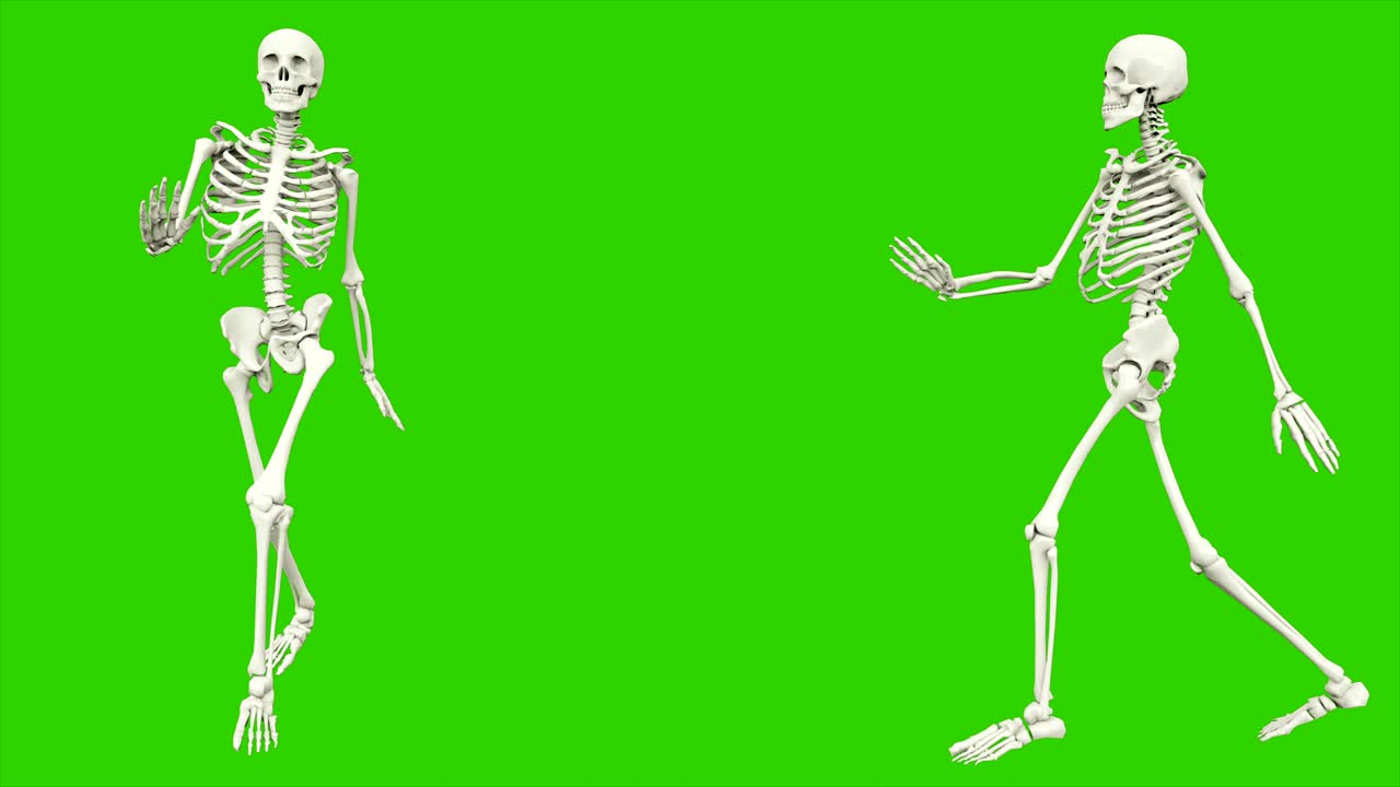 cammino dello scheletro. animazione a loop senza soluzione di continuità sullo schermo verde.