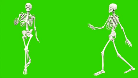camino del esqueleto. animación de bucle sin costuras en pantalla verde.