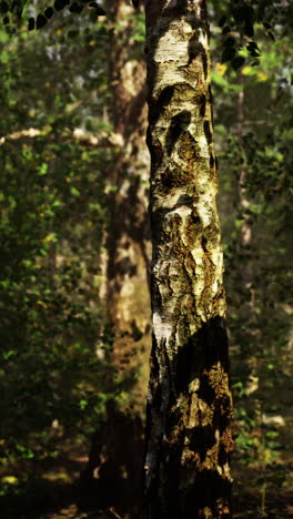 árbol de abedul en un bosque