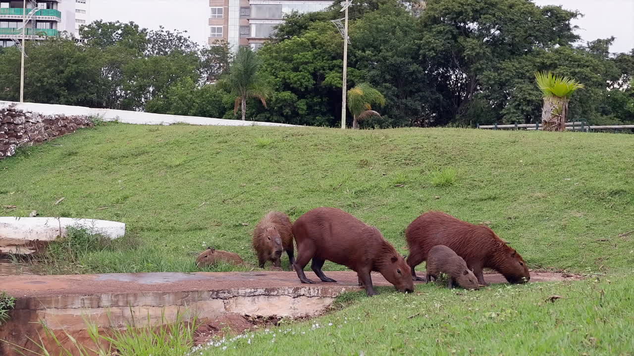 Cute Capybara family in city park eat hillside grass by small river