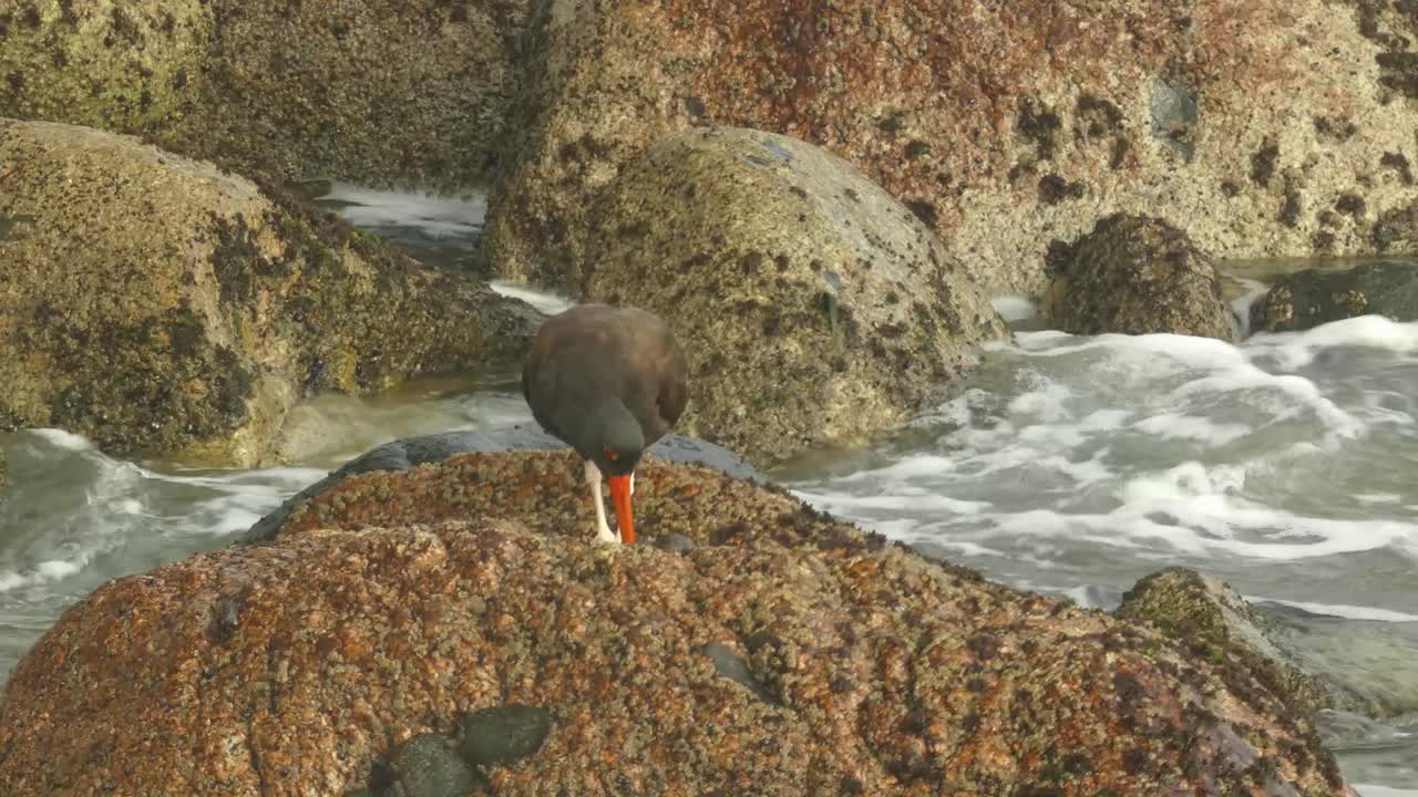4k footage of a species of bird called &amp;quot;Blackish oystercatcher
