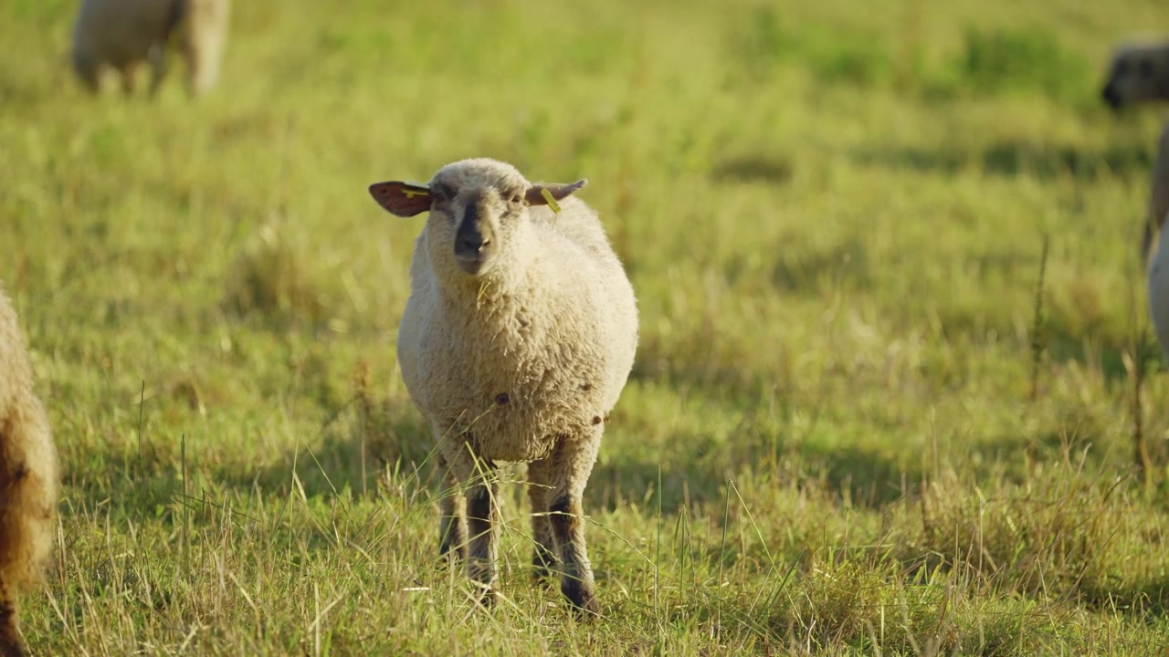Curiosa pecora domestica in piedi in un pascolo verde e soleggiato che guarda dritto verso la fotocamera nella campagna rurale