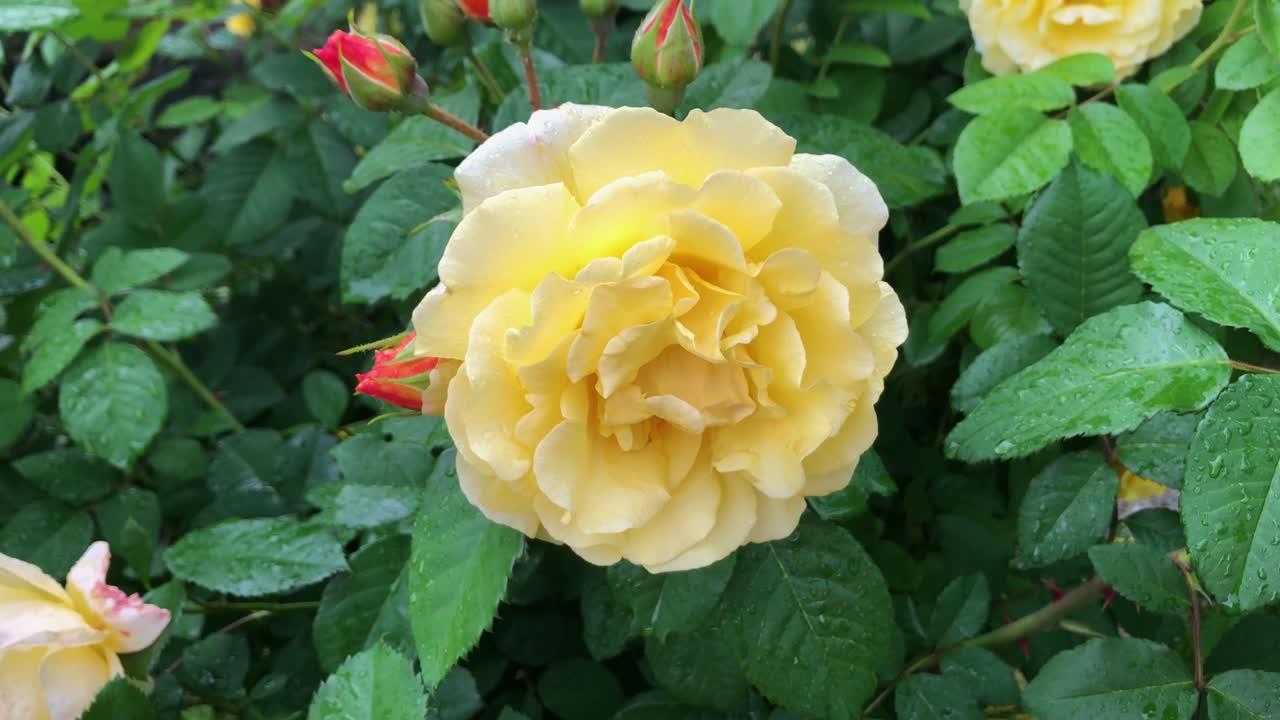 Wet yellow rose flower moving under wind