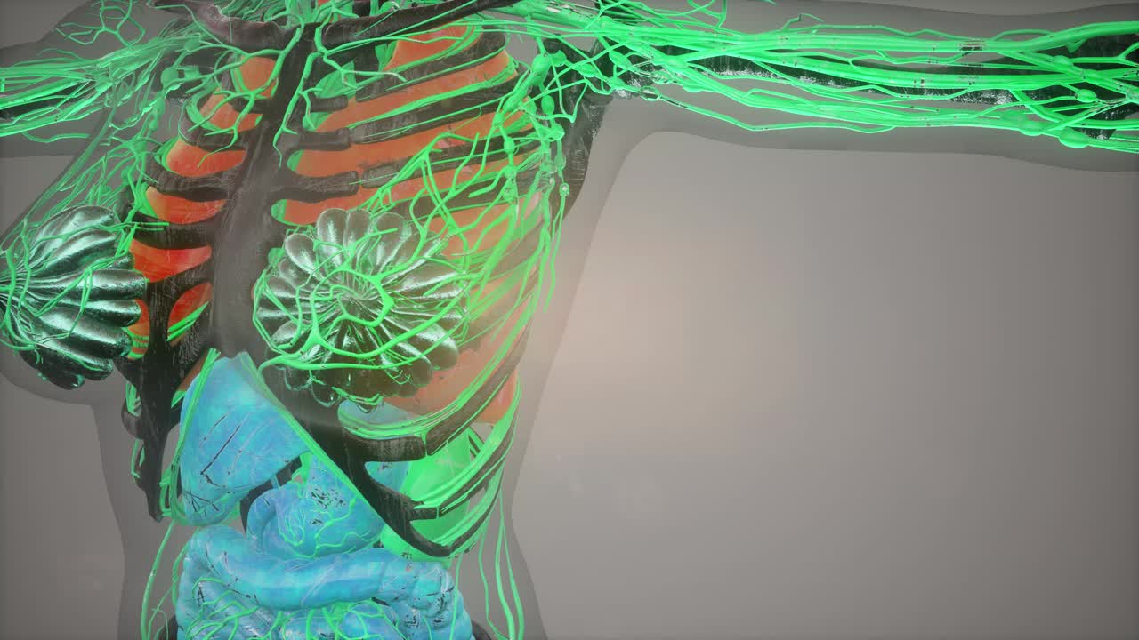 ilustración del modelo del cuerpo humano