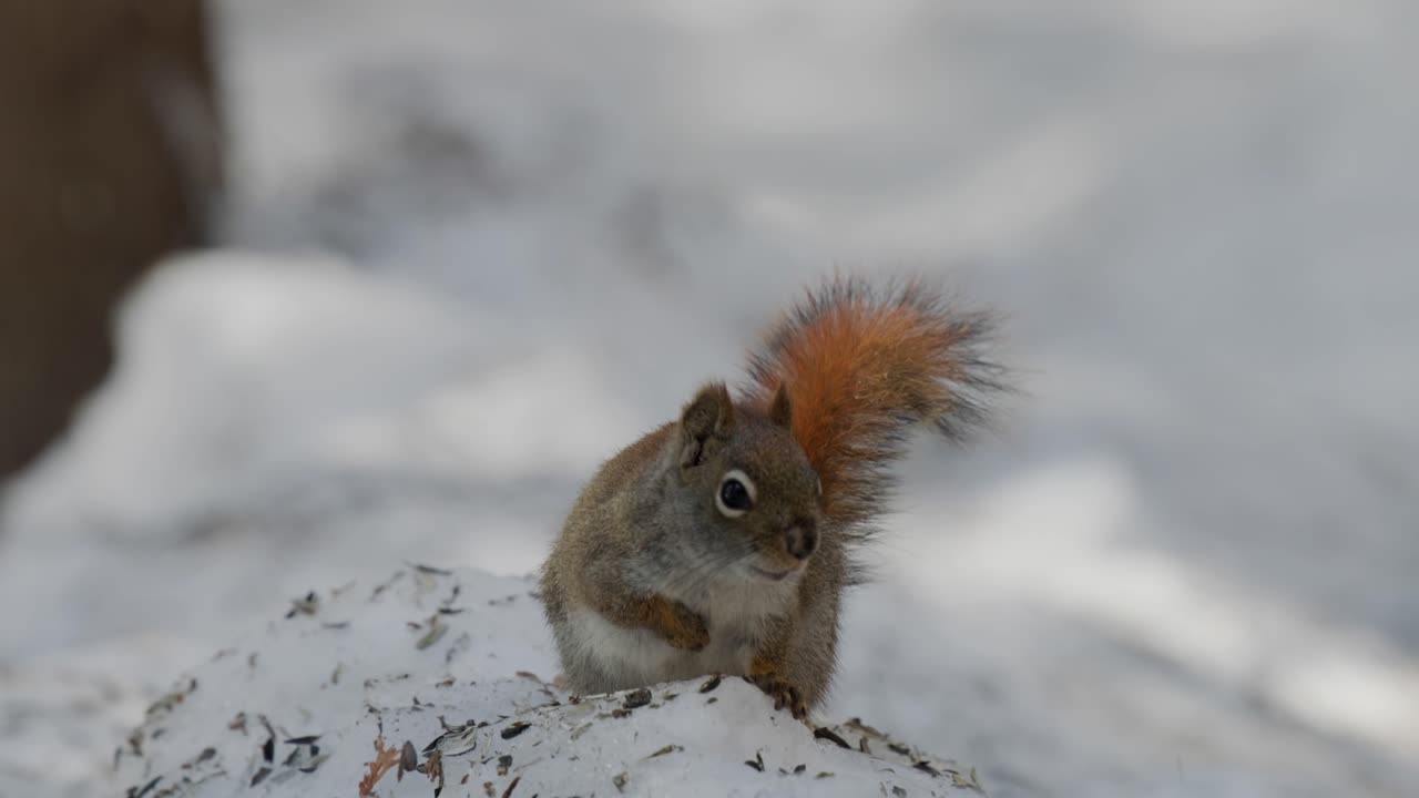 Scoiattolo rosso su un mucchio di neve durante l'inverno nella foresta.