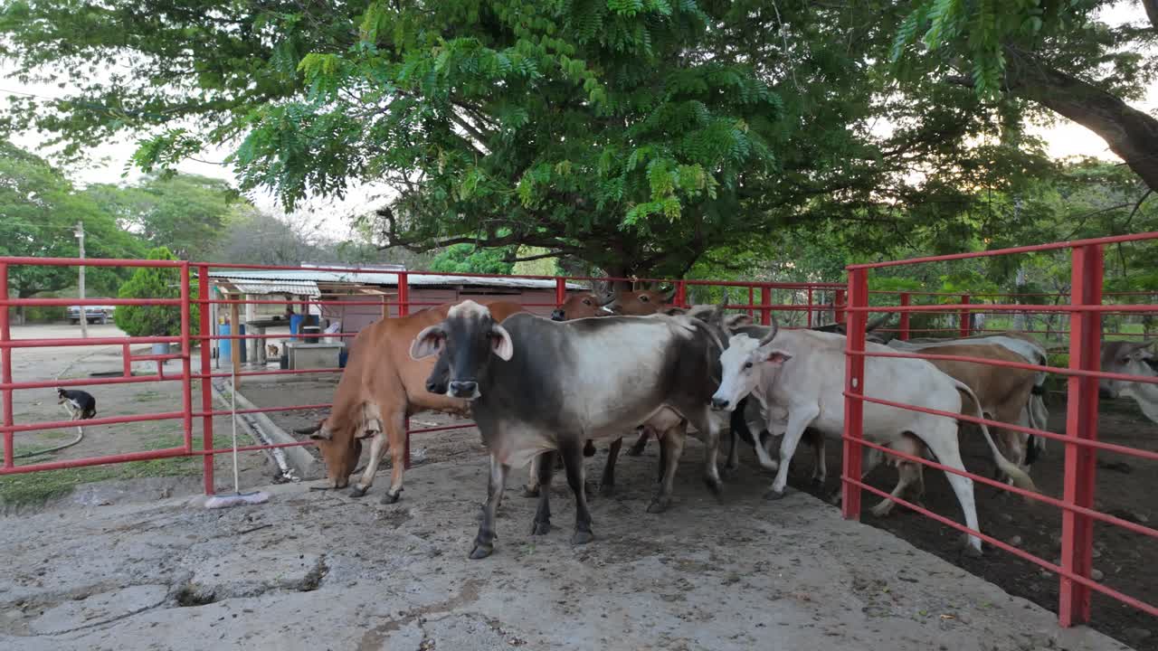Entering Milking Corral: Cattle Movement on a Rural Farm