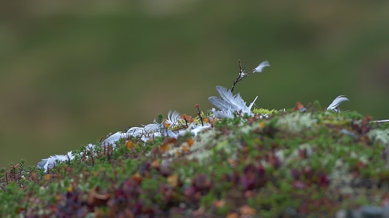 Vemains of a grouse after a falcon attack. Feathers in the wind.