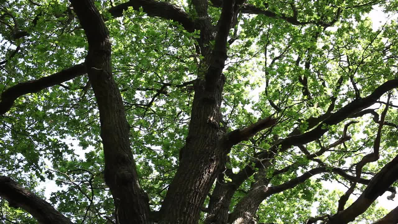 Oak canopy and trunks in late Spring. UK