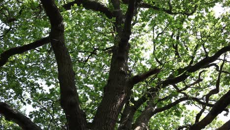 oak canopy and trunks in late spring. uk