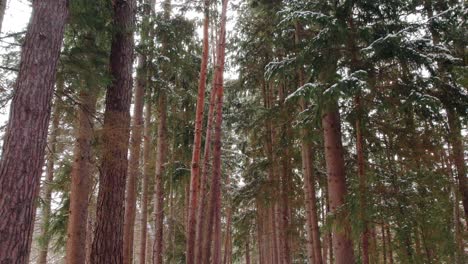 Magischer-Schneebedeckter-Winterwaldweg-Mit-Schönen-Bäumen-Und-Fußspuren-Im-Schnee