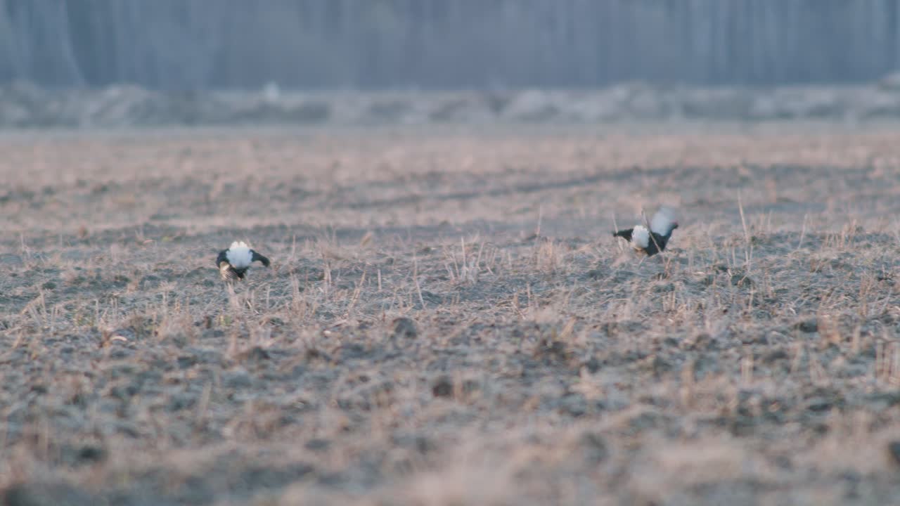 한 의 검은 거북이가 싸우고, 이른 아침 빛에 봄의 짓기 계절에 누그러지고 있습니다.