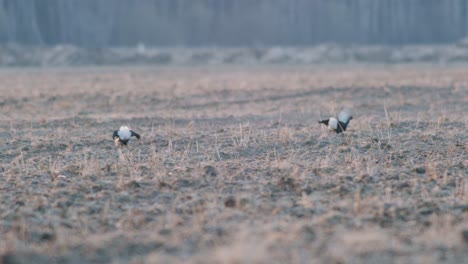 A-pair-of-black-grouse-are-fighting,-lekking-during-spring-mating-season-in-early-morning-light