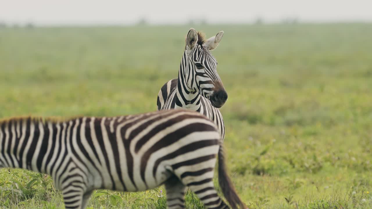 Mandria di zebre in safari nel Serengeti, Tanzania, Africa. Fauna selvatica africana: zebre in migrazione durante la Grande Migrazione, un grande gruppo nelle pianure del Serengeti.