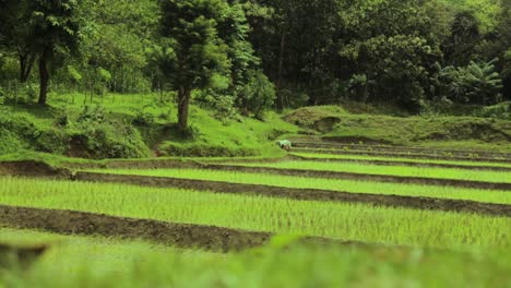 Paisaje-De-Arrozales-Con-Agricultores-Trabajando-En-Segundo-Plano