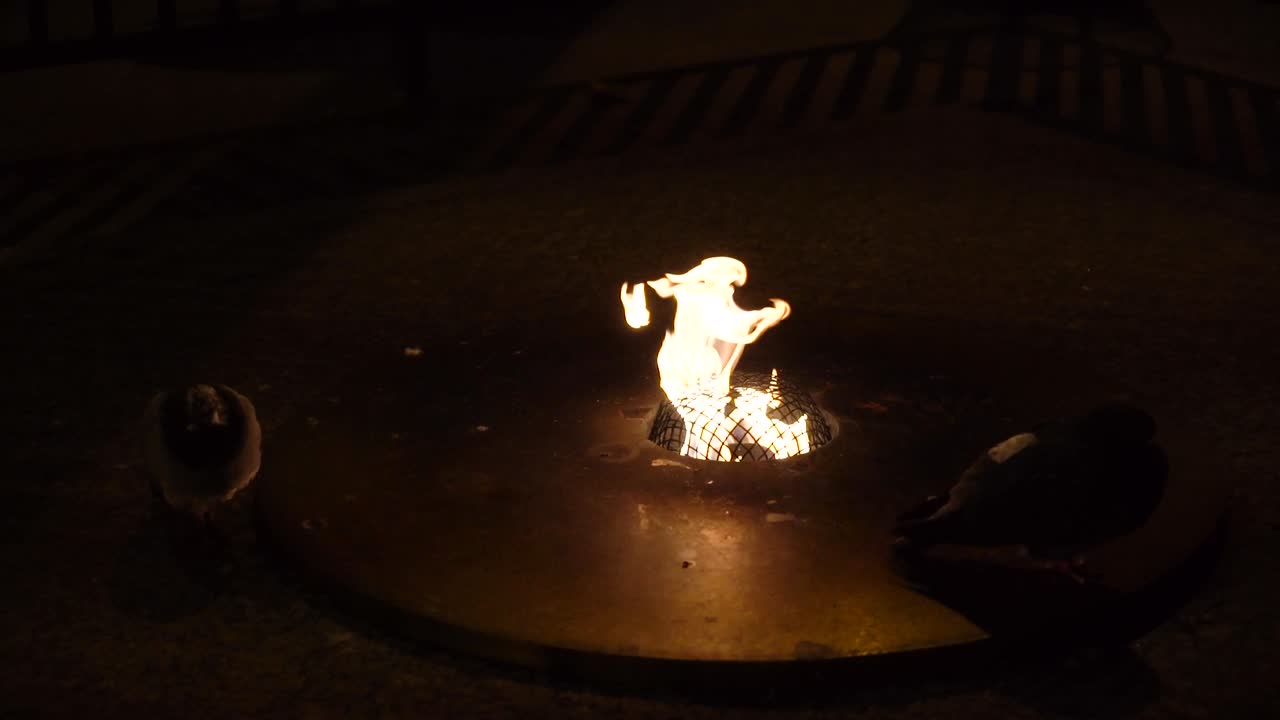 During the cold winter in Chicago two doves are warming up near the street fire