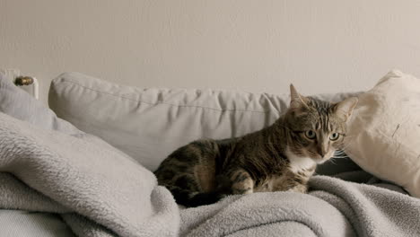 gato acostado en un sofá gris, preparándose para cazar