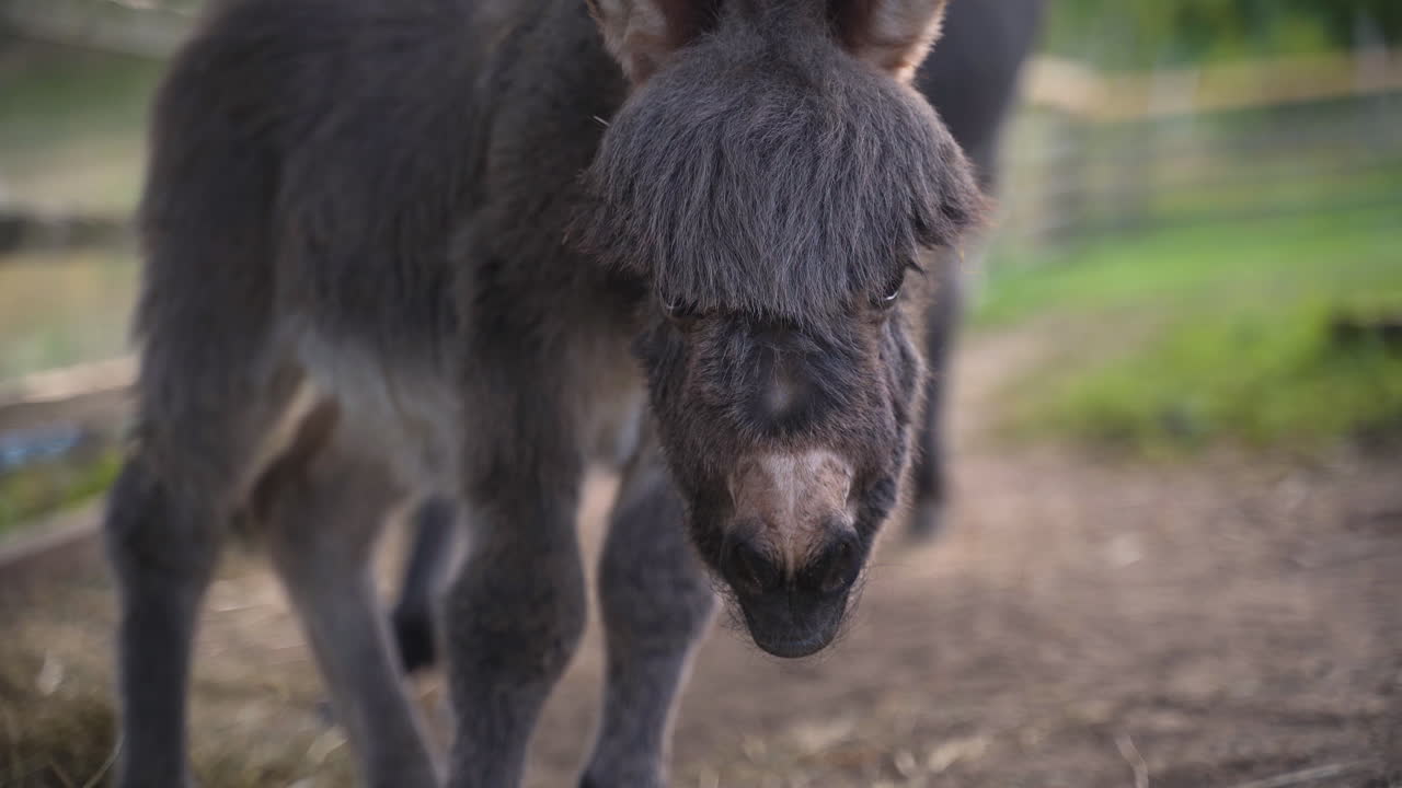 A cute little newborn miniature mediterranean donkey with a fringe standing clumsily on its legs next to a farm plank fence, its mother standing behind, waving her tail, rack focus close up 4k shot