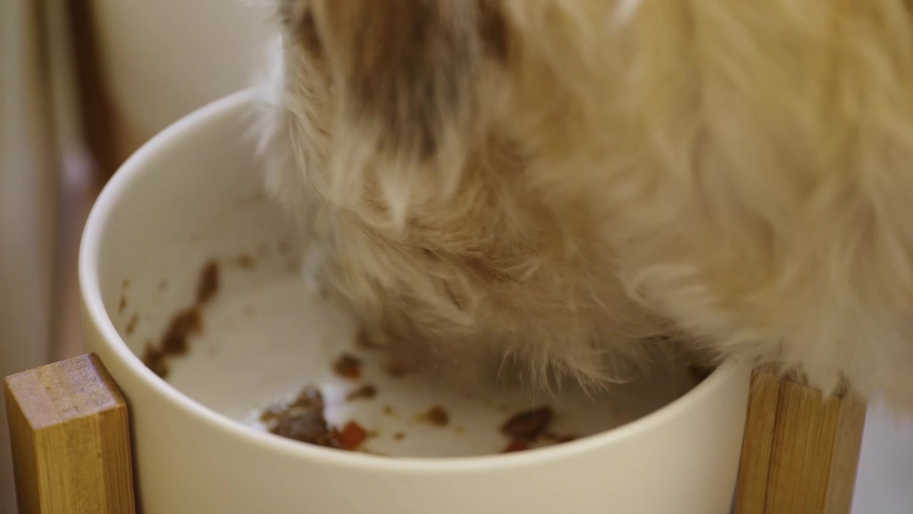 Nahaufnahme eines hungrigen Haushundes, der zu Hause während der Mahlzeit Trockenfutter aus dem Futternapf frisst.