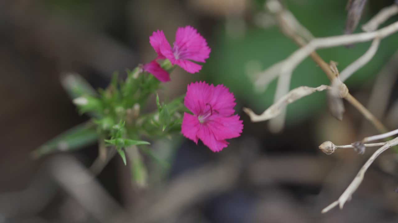 primer plano de hermosas flores rosadas soplando en el viento