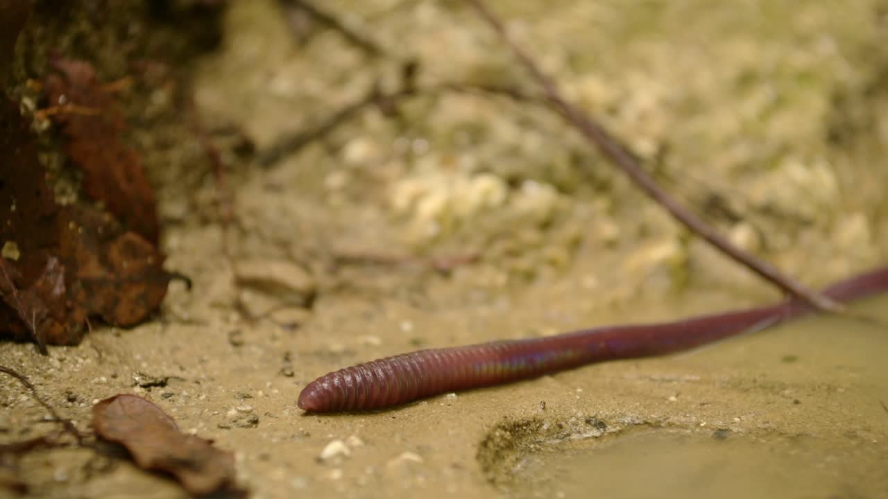 Minhoca gigante na floresta tropical, um verme gigantesco, incrível e enorme no chão, contorcendo-se e rastejando no solo da floresta no Nepal