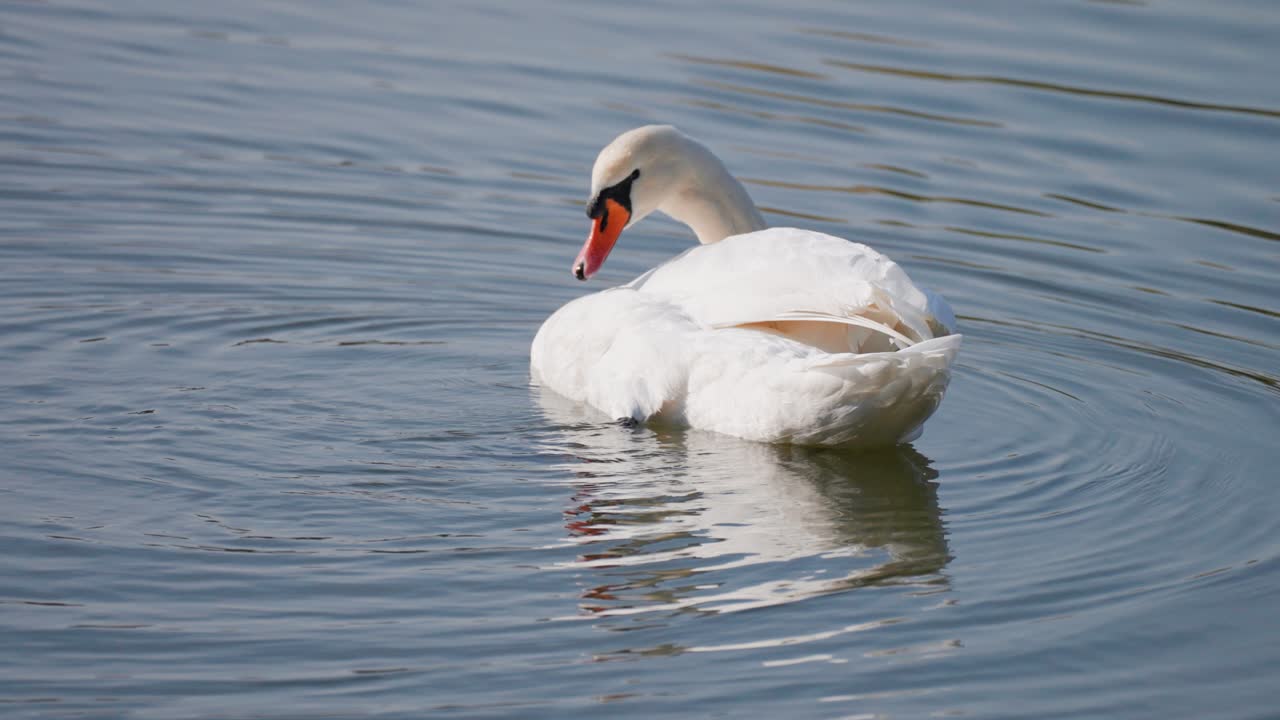 cisne blanco acicalándose en el lago