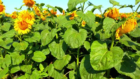 campo agrícola de girasoles. disparar en el verano en el campo.