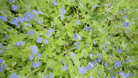 slow travelling movement over small blue veronica chamaedrys flowers in a meadow