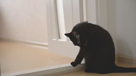 lindo gato negro lamiéndose en casa 1