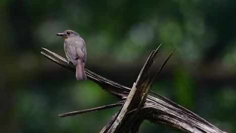 the hill blue flycatcher is found at high elevation habitat it has blue feathers and orange-like breast for the male, while the female is pale cinnamon brown and also with transitioned orange breast