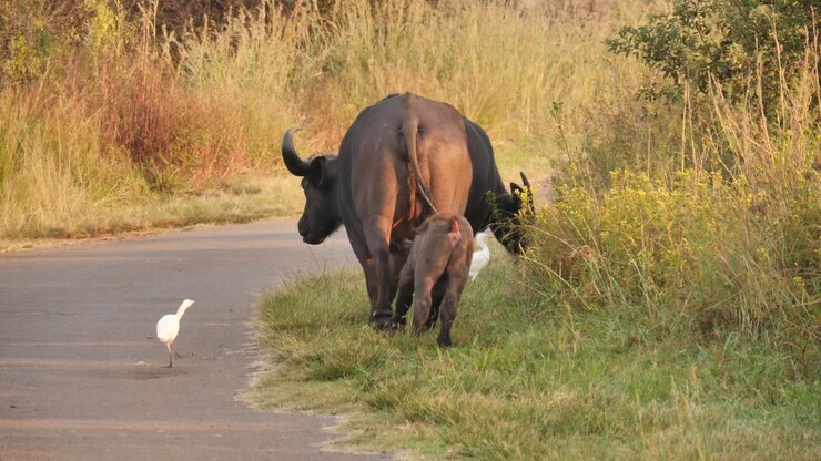 Un cucciolo di bufalo appena nato segue la madre su una strada secondaria in Africa.