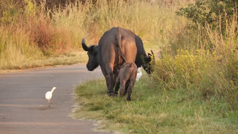 newborn buffalo baby following its mother on a side road in africa