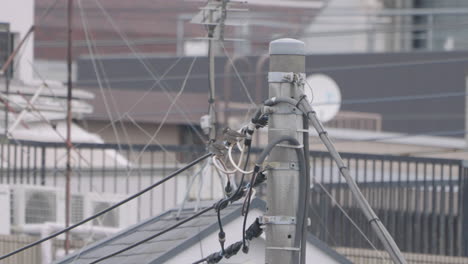 A-Pair-Of-Dusky-Thrush-Bird-Sitting-On-The-Powerline-Pooping---Tokyo,-Japan---Low-Angle-Shot