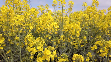 Toma-En-Cámara-Lenta-De-Flores-De-Colza-Moviéndose-En-La-Brisa