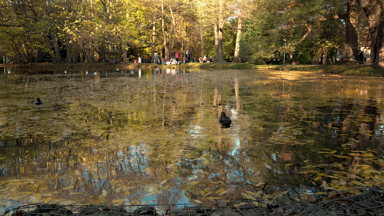 patos nadando en un lago natural cubierto de follaje durante el dorado día de otoño