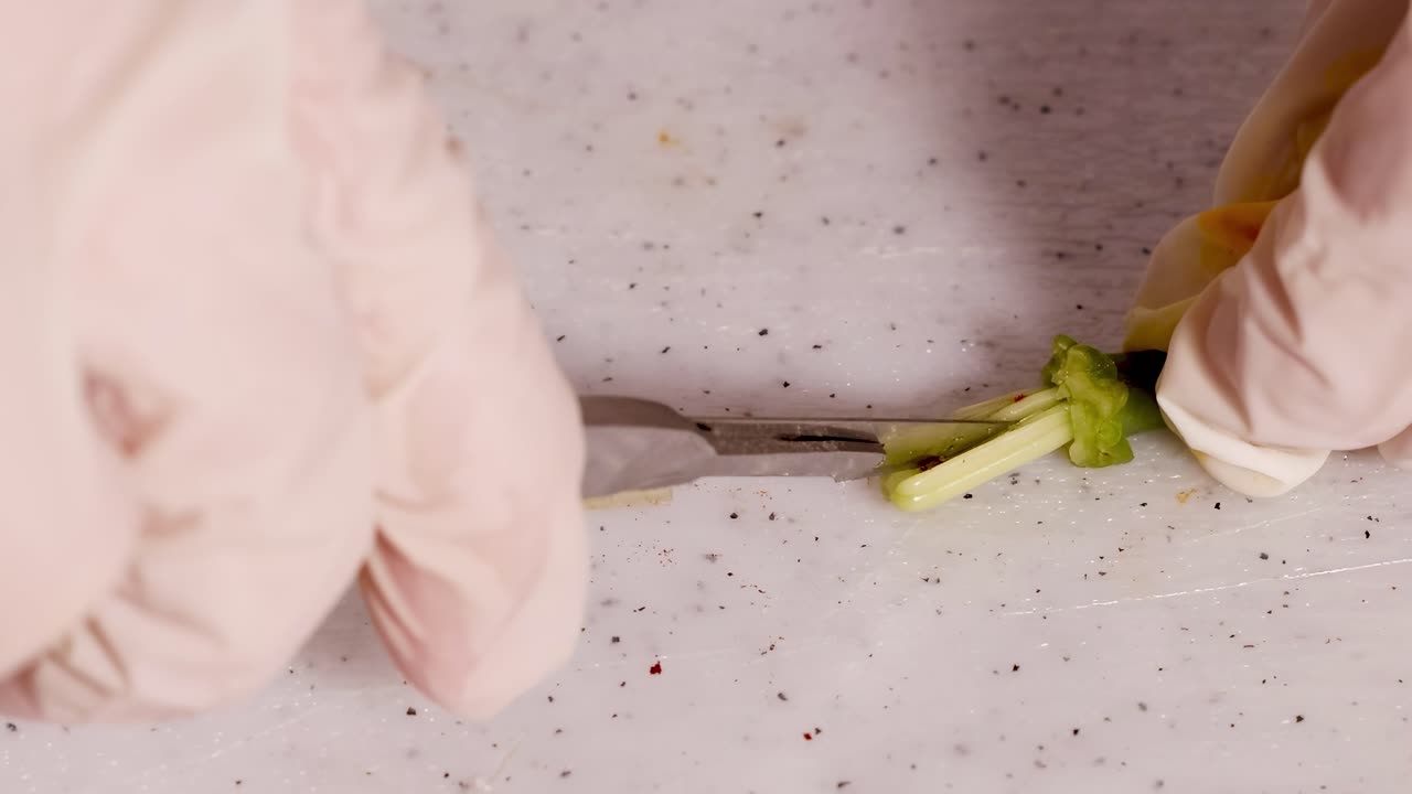 A gloved hand dissects a flower on a lab surface using a scalpel, highlighting floral anatomy in a controlled environment