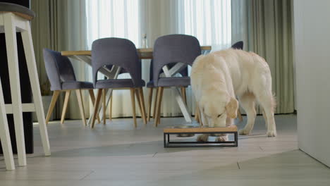 golden retriever eating food