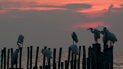 The-Great-Egret,-also-known-as-the-Common-Egret-or-the-Large-Egret