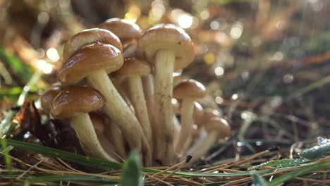 armillaria mushrooms of honey agaric in a sunny forest